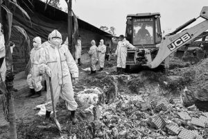 कोशी प्रदेशमा बर्डफ्लु संकट: हजारौँ कुखुरा नष्ट, करोडौँ क्षति