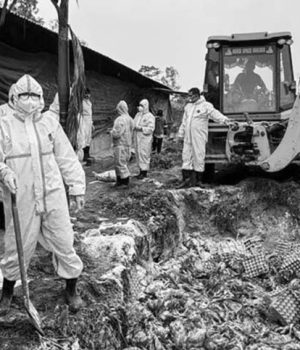 कोशी प्रदेशमा बर्डफ्लु संकट: हजारौँ कुखुरा नष्ट, करोडौँ क्षति