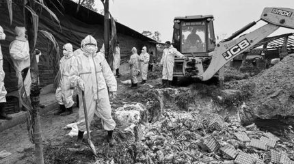 कोशी प्रदेशमा बर्डफ्लु संकट: हजारौँ कुखुरा नष्ट, करोडौँ क्षति