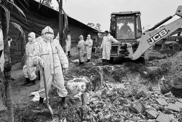 कोशी प्रदेशमा बर्डफ्लु संकट: हजारौँ कुखुरा नष्ट, करोडौँ क्षति