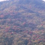 ‘मुन्दुम पदमार्ग’ क्षेत्रमा गुराँस ढकमक्क