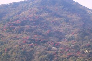 ‘मुन्दुम पदमार्ग’ क्षेत्रमा गुराँस ढकमक्क