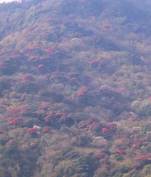 ‘मुन्दुम पदमार्ग’ क्षेत्रमा गुराँस ढकमक्क