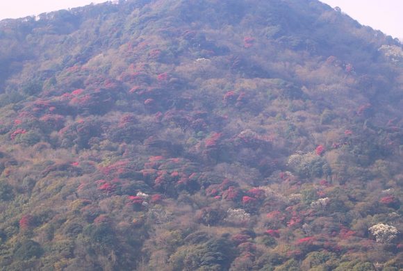 ‘मुन्दुम पदमार्ग’ क्षेत्रमा गुराँस ढकमक्क