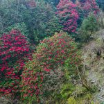 ढकमक्क फुलेको लालीगुराँस