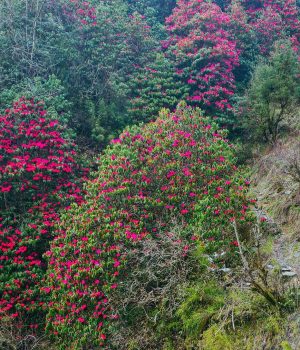 ढकमक्क फुलेको लालीगुराँस