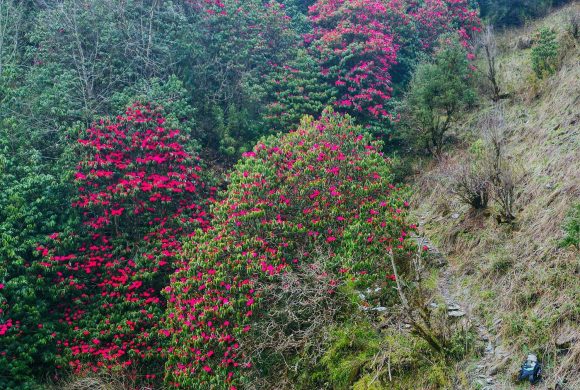 ढकमक्क फुलेको लालीगुराँस