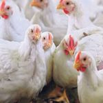 चार जिल्लाका तेइस फार्ममा बर्डफ्लु