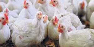 चार जिल्लाका तेइस फार्ममा बर्डफ्लु