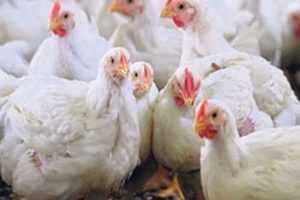 चार जिल्लाका तेइस फार्ममा बर्डफ्लु