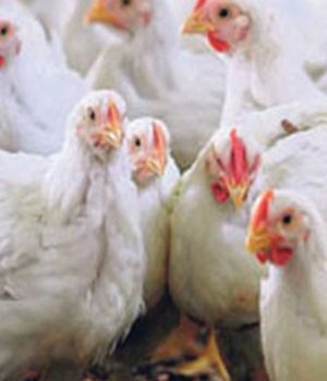 चार जिल्लाका तेइस फार्ममा बर्डफ्लु