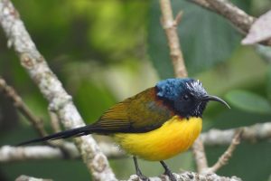 गुल्मीमा चरा प्रजातिको सङ्ख्या ३५५ पुग्यो