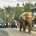 हात्तीको उपद्रो रोक्न भत्किएका विद्युतीय घेराबेरा मर्मत गरिँदै