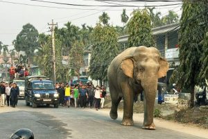 हात्तीको उपद्रो रोक्न भत्किएका विद्युतीय घेराबेरा मर्मत गरिँदै