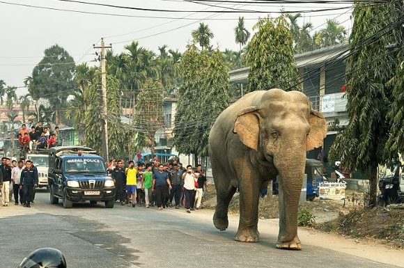 हात्तीको उपद्रो रोक्न भत्किएका विद्युतीय घेराबेरा मर्मत गरिँदै