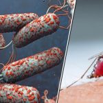 चितवनमा चैत २५ गतेदेखि ‘जापनिज इन्सेफ्लाइटिस’ विरुद्धको खोप अभियान