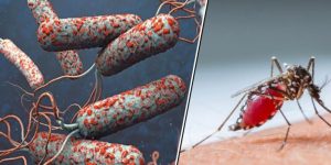 चितवनमा चैत २५ गतेदेखि ‘जापनिज इन्सेफ्लाइटिस’ विरुद्धको खोप अभियान