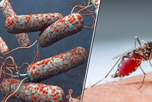 चितवनमा चैत २५ गतेदेखि ‘जापनिज इन्सेफ्लाइटिस’ विरुद्धको खोप अभियान