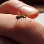 आज विश्व औलो दिवसः नेपालमा आयातित औलोका बिरामी बढी