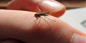 आज विश्व औलो दिवसः नेपालमा आयातित औलोका बिरामी बढी