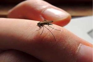 आज विश्व औलो दिवसः नेपालमा आयातित औलोका बिरामी बढी