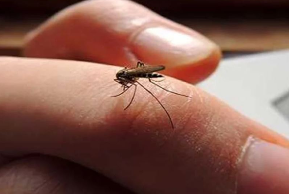 आज विश्व औलो दिवसः नेपालमा आयातित औलोका बिरामी बढी