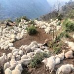 संखुवासभाको मकालुमा पहिराले दुई सय भेडा पुरियो
