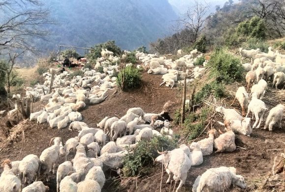 संखुवासभाको मकालुमा पहिराले दुई सय भेडा पुरियो