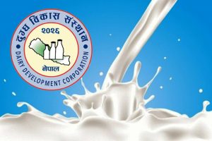 प्रधानमन्त्रीले चिज खाएर विज्ञापन गरेको डिडिसीमा सीआईबीको छापा