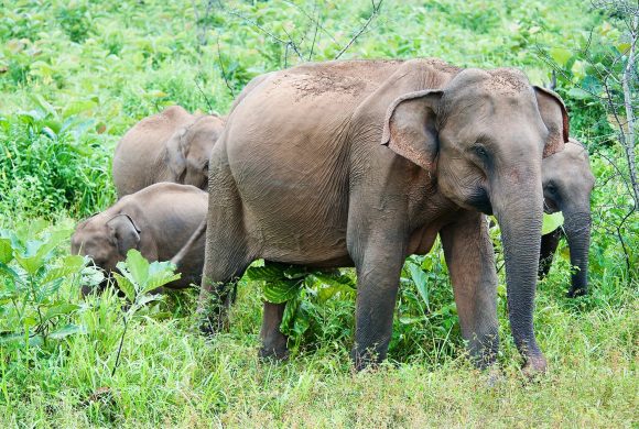 हात्ती नियन्त्रणका लागि ‘स्पेसल टास्क फोर्स’