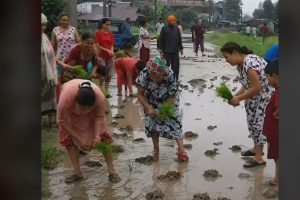 सडकमै धान रोप्न बाध्य जनताः असफल राजनीति र झुटा आश्वासनको लाजमर्दो तस्वीर !