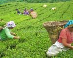 आज देखी चिया उधोग र बगान अनिश्चितकालका लागि बन्द