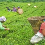आज देखी चिया उधोग र बगान अनिश्चितकालका लागि बन्द