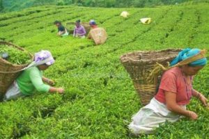 आज देखी चिया उधोग र बगान अनिश्चितकालका लागि बन्द