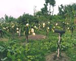 सगुन एग्रो फार्म : पूर्वी नेपालको आधुनिक फलफूल खेतीको नमुना