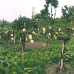 सगुन एग्रो फार्म : पूर्वी नेपालको आधुनिक फलफूल खेतीको नमुना