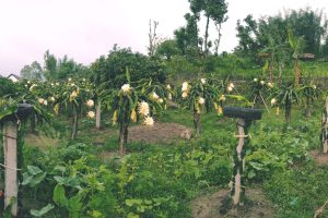 सगुन एग्रो फार्म : पूर्वी नेपालको आधुनिक फलफूल खेतीको नमुना