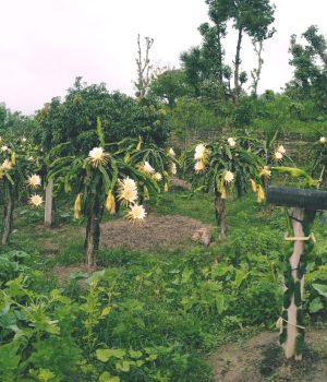 सगुन एग्रो फार्म : पूर्वी नेपालको आधुनिक फलफूल खेतीको नमुना