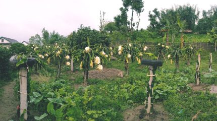 सगुन एग्रो फार्म : पूर्वी नेपालको आधुनिक फलफूल खेतीको नमुना