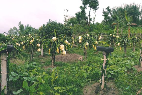 सगुन एग्रो फार्म : पूर्वी नेपालको आधुनिक फलफूल खेतीको नमुना