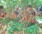 ताप्लेजुङमा अलैँची महोत्सव हुने