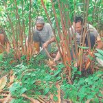 ताप्लेजुङमा अलैँची महोत्सव हुने