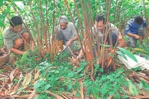 ताप्लेजुङमा अलैँची महोत्सव हुने
