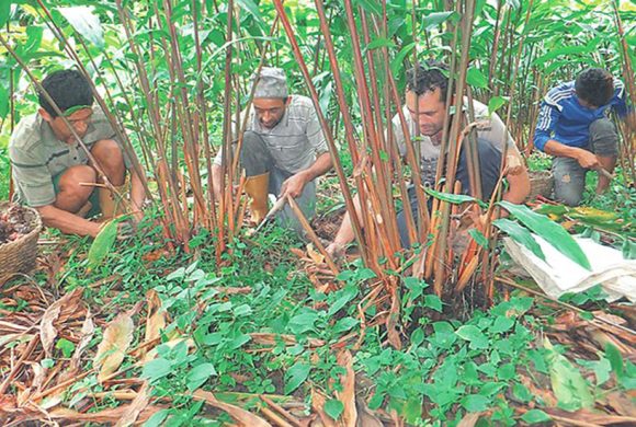 ताप्लेजुङमा अलैँची महोत्सव हुने