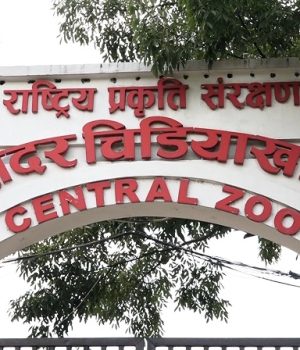 ‘बर्ड फ्लु’ सङ्क्रमण लुकाएको आरोपमा चिडियाखानाका प्रमुख साह छानबिनमा