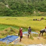 मोरङमा चैते धानको उत्पादन वृद्धि, मूल्यमा गिरावट