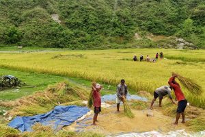 मोरङमा चैते धानको उत्पादन वृद्धि, मूल्यमा गिरावट