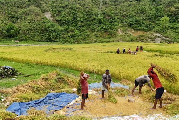 मोरङमा चैते धानको उत्पादन वृद्धि, मूल्यमा गिरावट