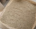 सोलुखुम्बुमा कफी प्रशोधन प्लान्ट सञ्चालन, किसानलाई बजार र मूल्यको सुनिश्चितता
