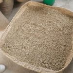 सोलुखुम्बुमा कफी प्रशोधन प्लान्ट सञ्चालन, किसानलाई बजार र मूल्यको सुनिश्चितता
